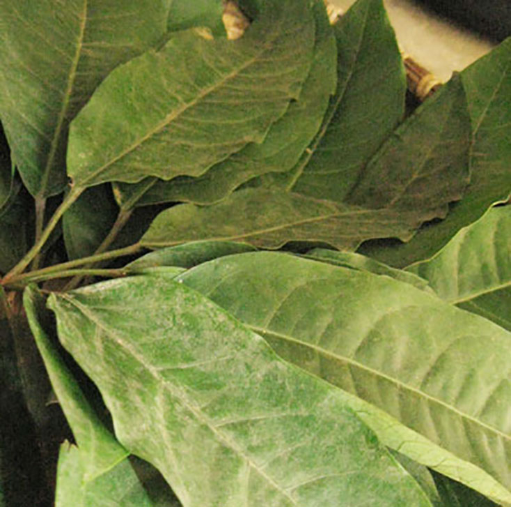  Lá đắng