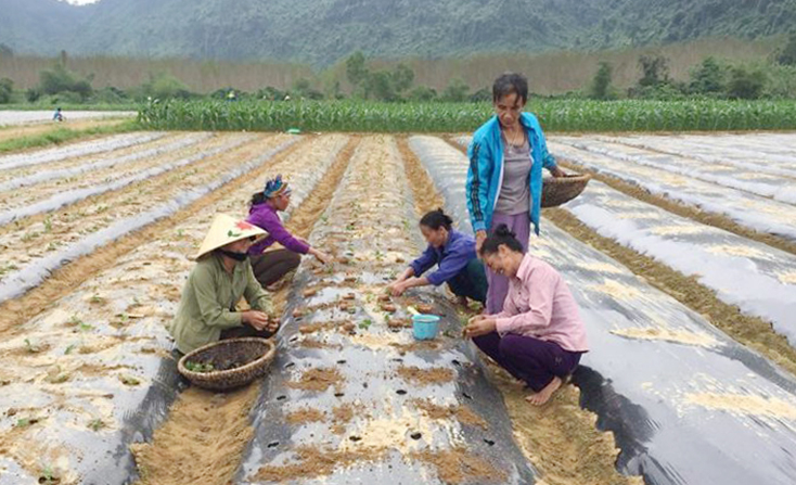 Mô hình sản xuất cà gai leo là một trong những hướng đi hiệu quả, góp phần tạo sinh kế lâu dài cho người dân trong lộ trình giảm nghèo.