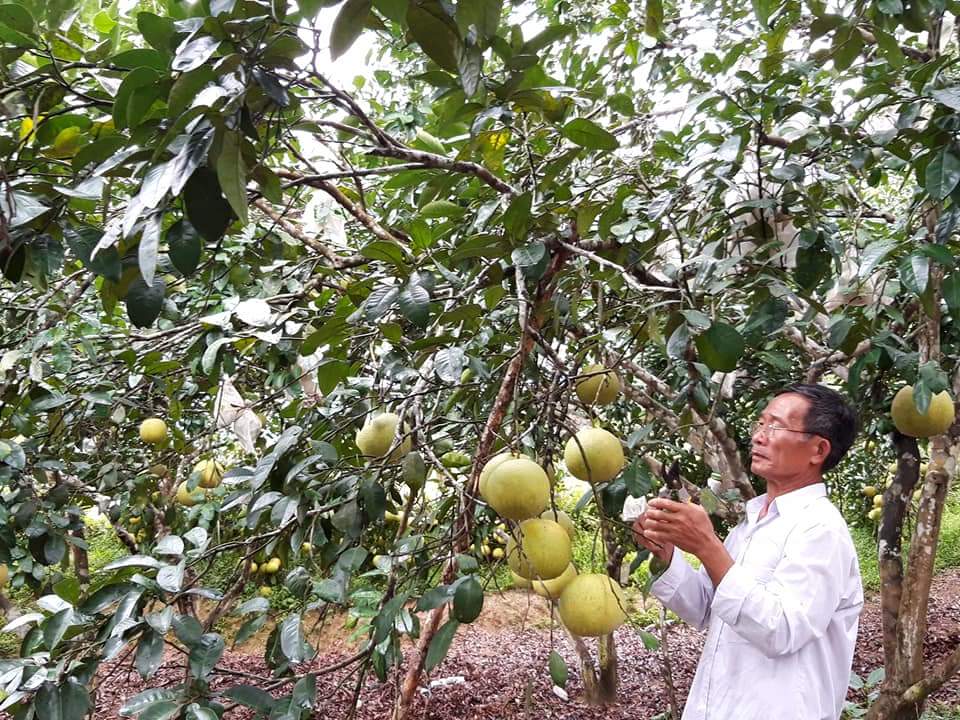 Ông Nguyễn Văn Minh ở thôn Kim Lũ 1, xã Kim Hóa mong muốn được vay thêm nguồn vốn ưu đãi để mở rộng sản xuất.