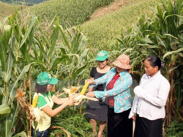 Trao đổi kinh nghiệm và tính ưu việt của các giống ngô biến đổi gen tại tỉnh Sơn La. (Ảnh: Đình Huệ/TTXVN)
