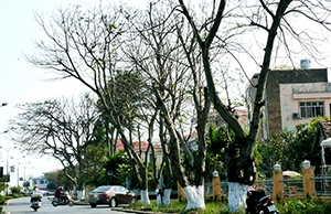 Đông về trên phố. Ảnh: T.H