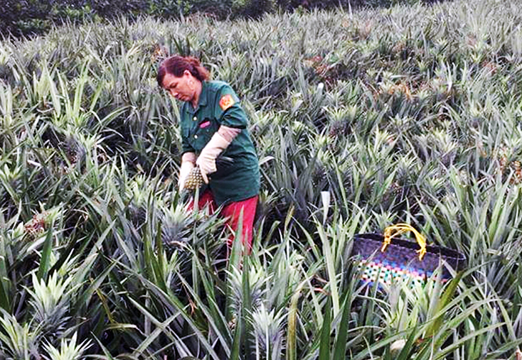 Mô hình trồng dứa đem lại thu nhập ổn định cho nhiều hội viên phụ nữ xã Sơn Hóa (Tuyên Hóa).