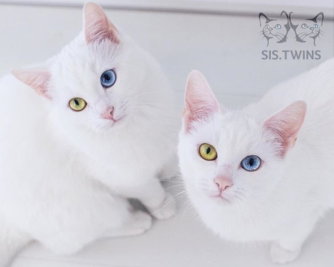 Iriss và Abyss. (Nguồn: odditycentral.com)