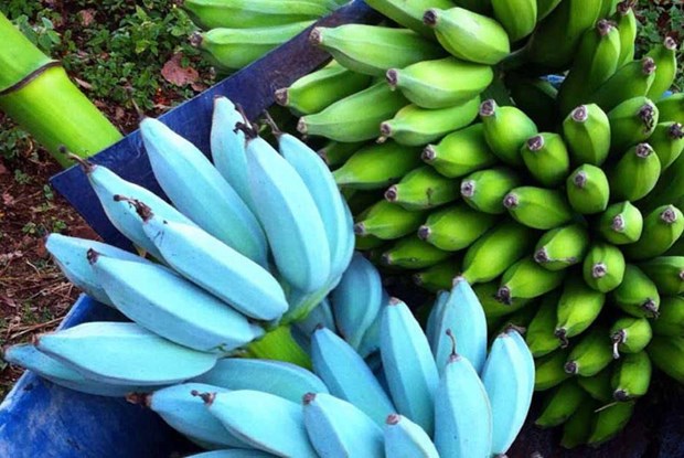 Giống chuối Blue Java có màu xanh dương kỳ lạ. (Nguồn: HungryForever)