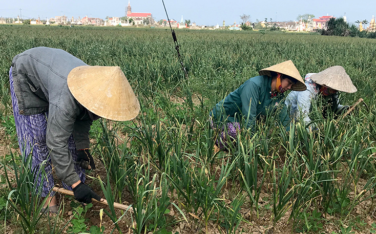 Bà con giáo dân xã Quảng Minh tích cực tham gia các phong trào thi đua yêu nước, đặc biệt là chuyển đổi đất trồng lúa, ngô kém hiệu quả sang trồng tỏi cho thu nhập cao.   