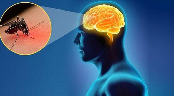  Vi-rút viêm não Nhật Bản do muỗi lây truyền từ vật chủ sang người bệnh