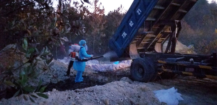 Quy trình tiêu hủy lợn bị dịch bệnh phải bảo đảm nhằm khống chế, không để phát sinh ổ dịch mới