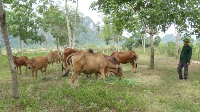 Đàn bò lai Sind của người dân xã Thượng Hóa.