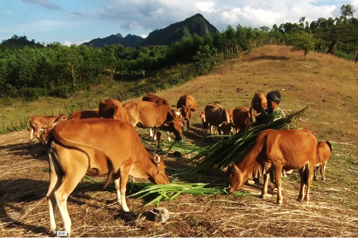 Mô hình trang trại tổng hợp ở xã Hóa Sơn.