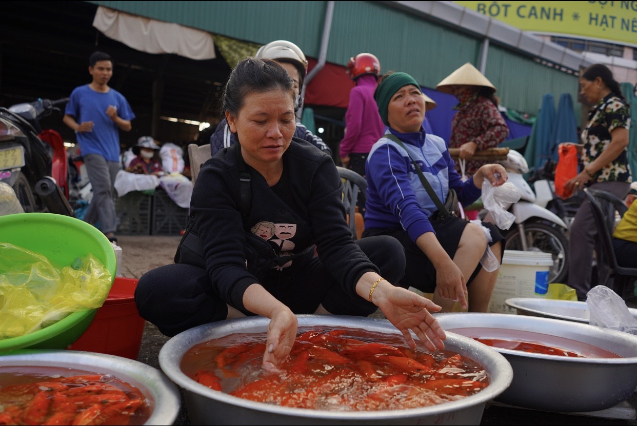 Mặt hàng được quan tâm nhiều nhất là các loại cá chép vàng, cá chép đỏ