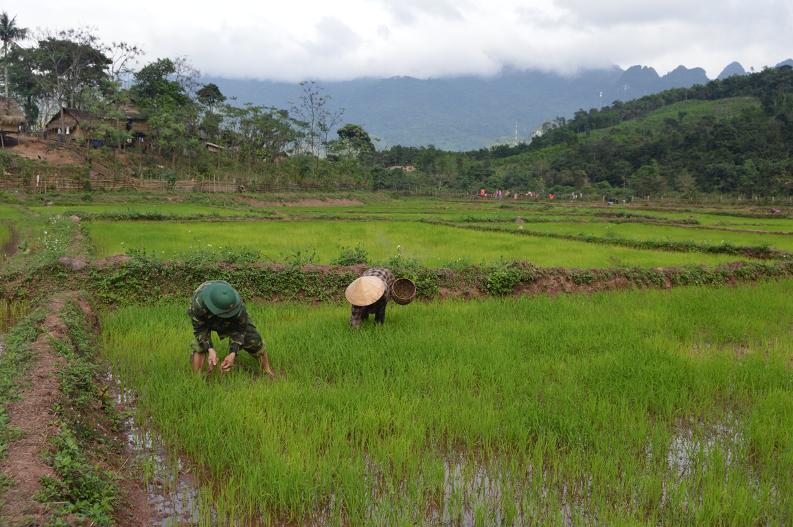 Các chiến sỹ bộ đội biên phòng và bà con dân bản Ka Ai đang dặm lúa đông xuân trên cánh đồng lúa nước.