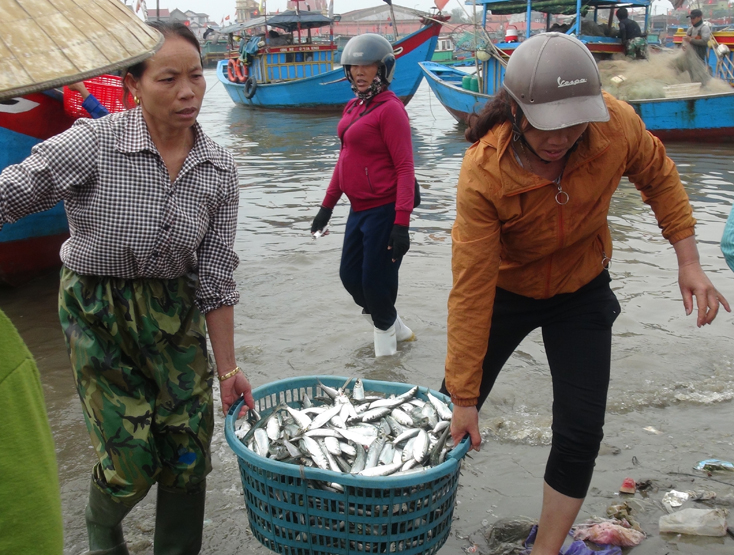 Vận chuyển cá trích để bán cho thương lái.