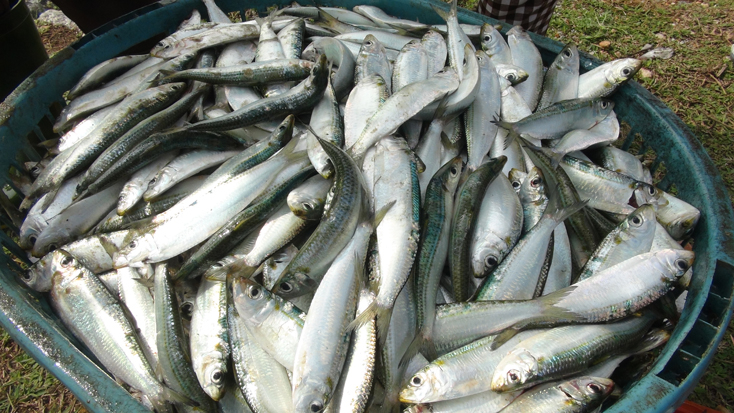 Những mẻ cá trích tươi.