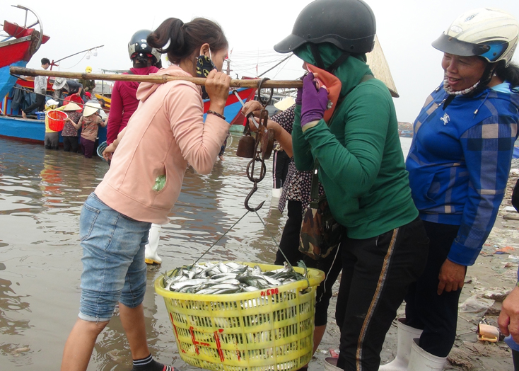 Thương lái thu mua cá trích.
