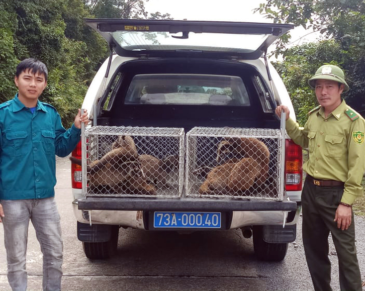 Cán bộ trung tâm Cứu hộ, bảo tồn và Phát triển sinh vật và Hạt kiểm lâm VQG Phong Nha- Kẻ Bàng thả động vật hoang dã về môi trường tự nhiên.