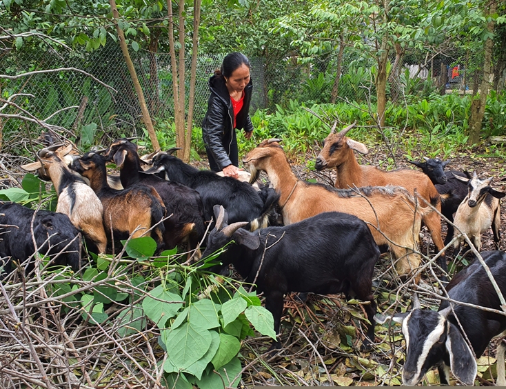 Đàn dê thương phẩm ở xã Xuân Trạch phát triển ổn định, cho thu nhập cao.