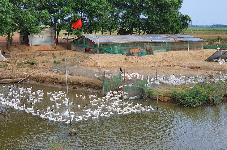 Các trang trại chăn nuôi trên địa bàn tỉnh cần tăng cường tiêu độc khử trùng, bảo đảm vệ sinh môi trường. 