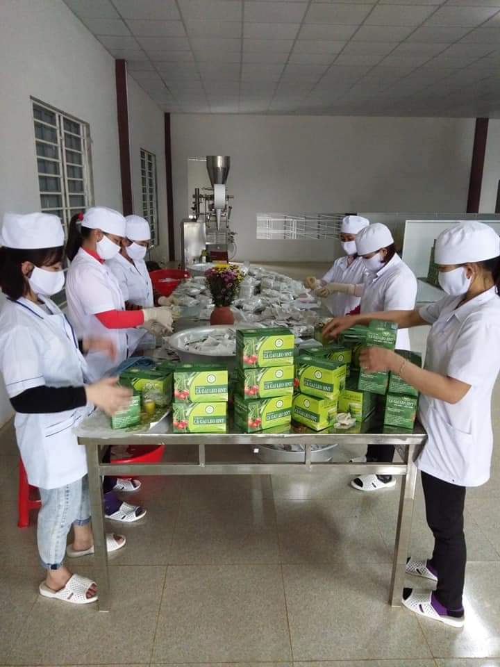 Các mô hình trồng dược liệu trên địa bàn huyện Bố Trạch đã giải quyết việc làm cho nhiều lao động địa phương.