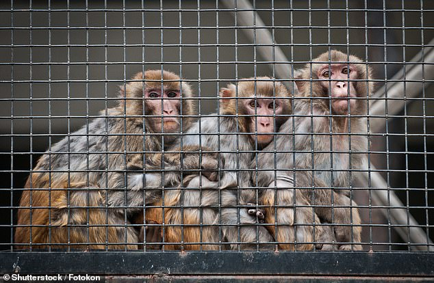  Xuất hiện kháng thể mạnh diệt virus SARS-CoV-2 trong khỉ Rhesus. Ảnh: Fotokon