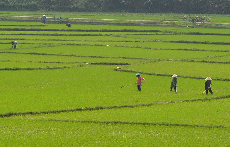 Bà con nông dân huyện Bố Trạch tích cực chăm sóc lúa đông-xuân. 