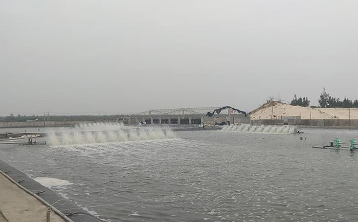 Huyện Quảng Ninh đang triển khai nhiều biện pháp phòng trừ bệnh cho tôm nuôi. 