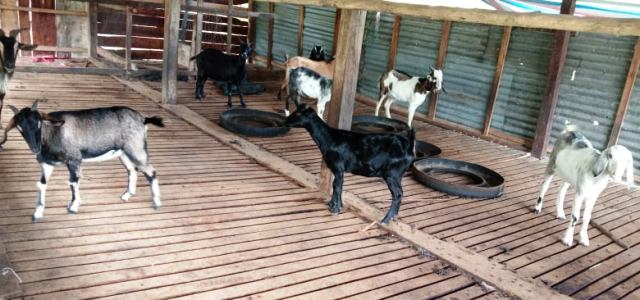 Mục tiêu sẽ tăng số lượng 27 con dê bố mẹ lên 72 con.