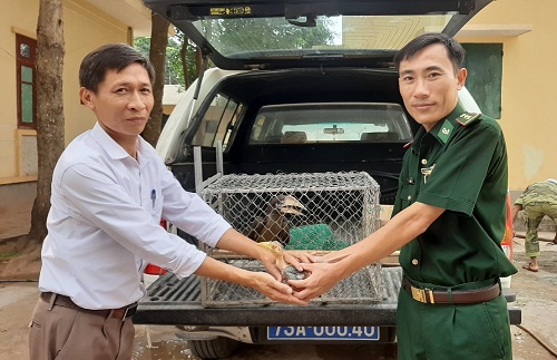Tiếp nhận, cứu hộ 2 cá thể chim Cao Cát.