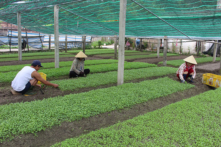 Dịch Covid-19 ảnh hưởng không nhỏ đến việc hình thành các chuỗi cung ứng lương thực, thực phẩm. 