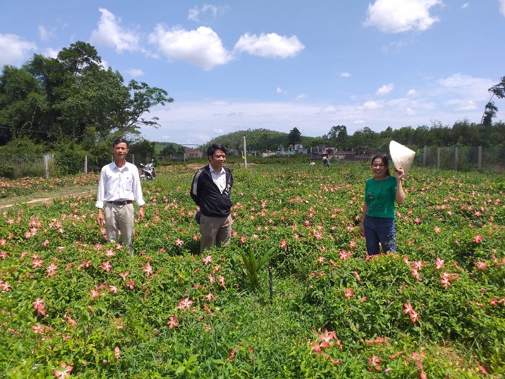    Người dân xã Sơn Thủy triển khai mô hình chuyển đổi trồng sâm Bố Chính trên diện tích đất sản xuất nông nghiệp kém hiệu quả.