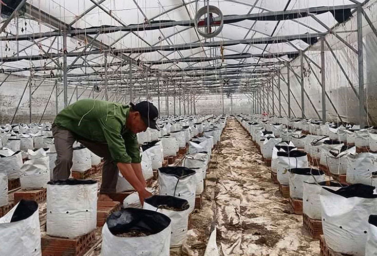 Anh Hoàng Nam Doan, tổ dân phố Trường Sơn, phường Quảng Long sắp xếp các bầu xơ dừa để trồng lại dưa lưới phục vụ Tết. 