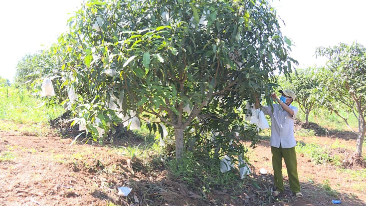 Mô hình kinh tế trại của ông Phan Xuân Chiệu (Quảng Tiến, Quảng Trạch) cho hiệu quả kinh tế cao.
