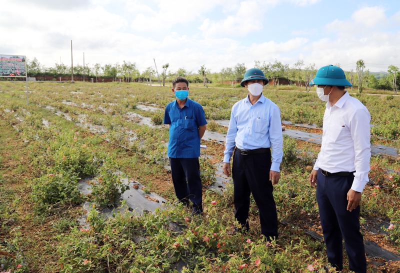 Thực địa dự án “Ứng dụng khoa học và công nghệ xây dựng mô hình sản xuất giống, trồng và sơ chế dược liệu kim tiền thảo và sâm báo”.