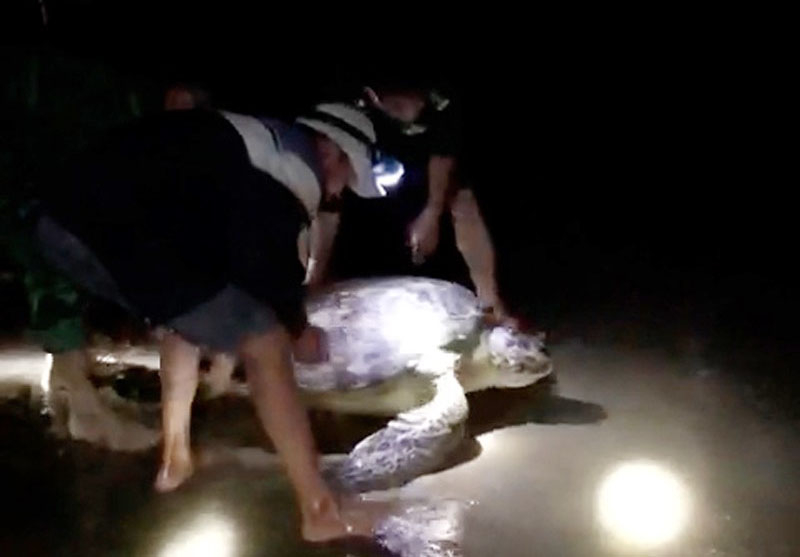 Cá thể rùa biểu nặng khoảng 120kg.