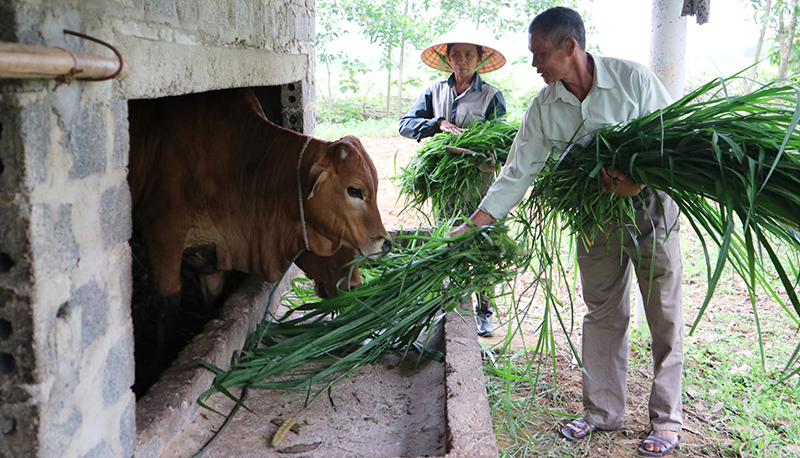 Nhiều hộ nghèo được hỗ trợ vốn ưu đãi để thoát nghèo