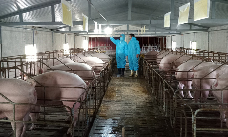 Các hộ chăn nuôi trên địa bàn tỉnh đang tích cực tăng, tái đàn để phục vụ thị trường Tết Nguyên đán.