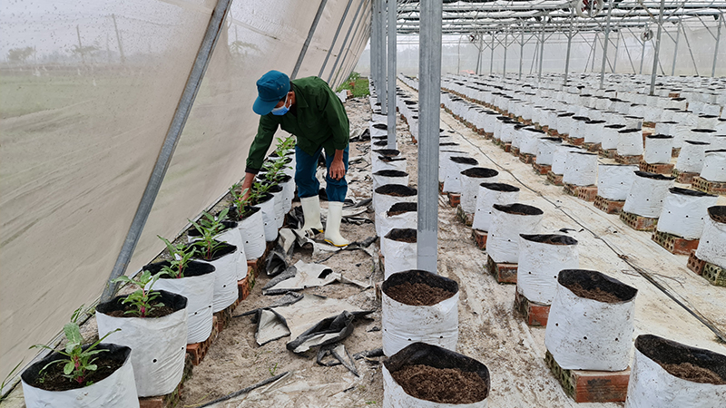 Nhiều hội viên nông dân TX. Ba Đồn vay vốn phát triển các mô hình nông nghiệp công nghệ cao.