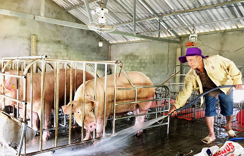 Mô hình trang trại tổng hợp đem lại thu nhập ổn định cho gia đình anh Nguyễn Văn Nam, xã Cự Nẫm (Bố Trạch).