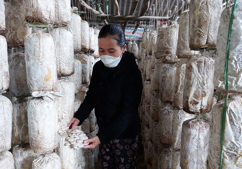 Mặc dù chịu ảnh hưởng bởi dịch Covid-19 nhưng nhiều HTX vẫn cố gắng duy trì sản xuất.
