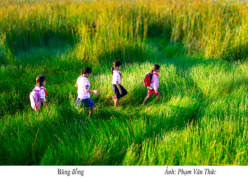 Băng đồng