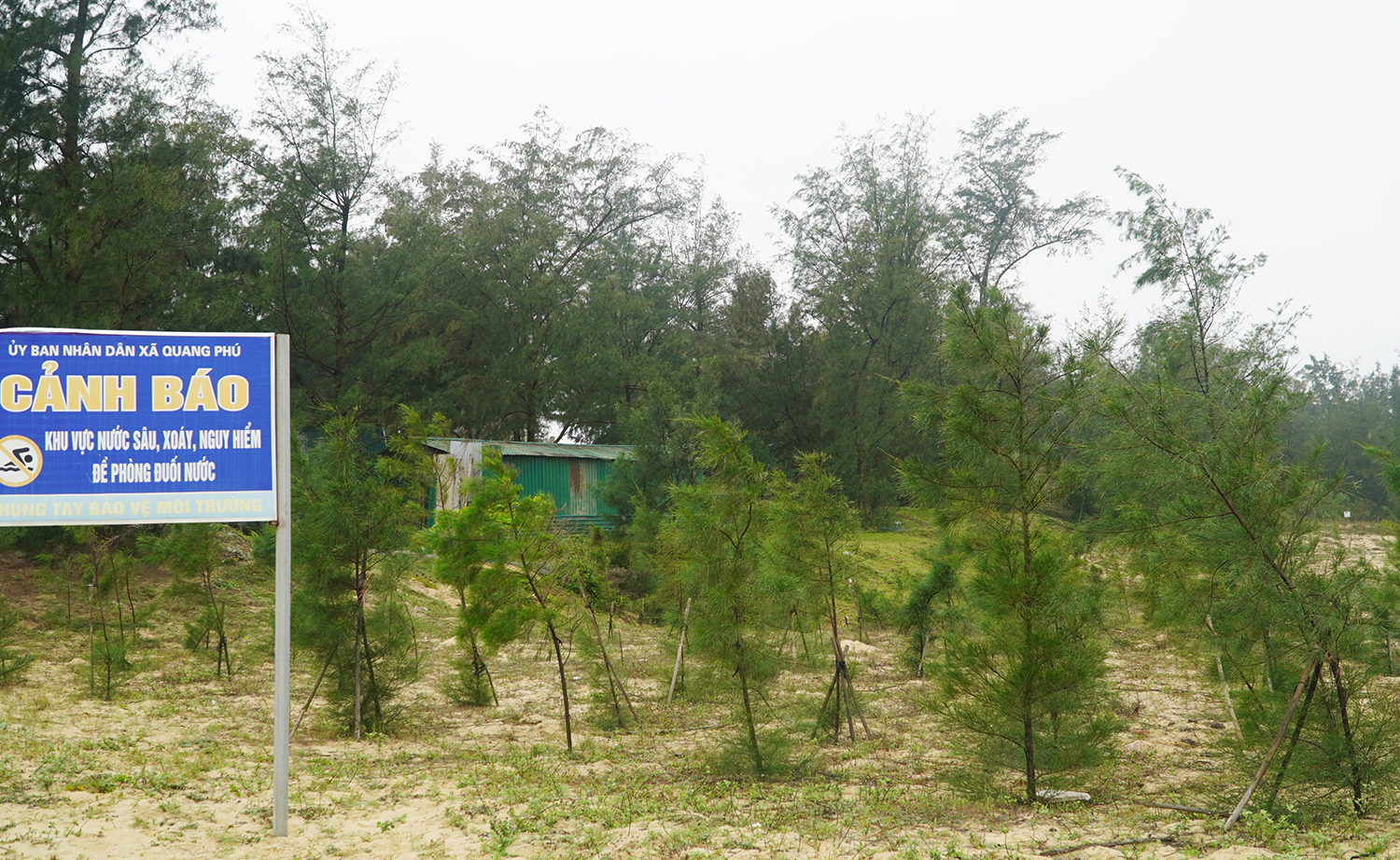 Khu vực rừng trồng ven biển Quang Phú xuân Nhâm Dần - 2021 hiện phát triển tốt với 95% cây sống