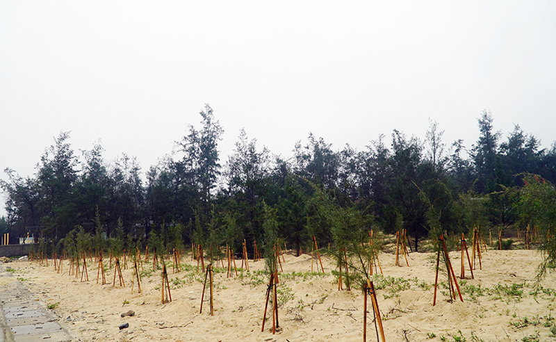  Những khu rừng “thường xanh” tương lai.