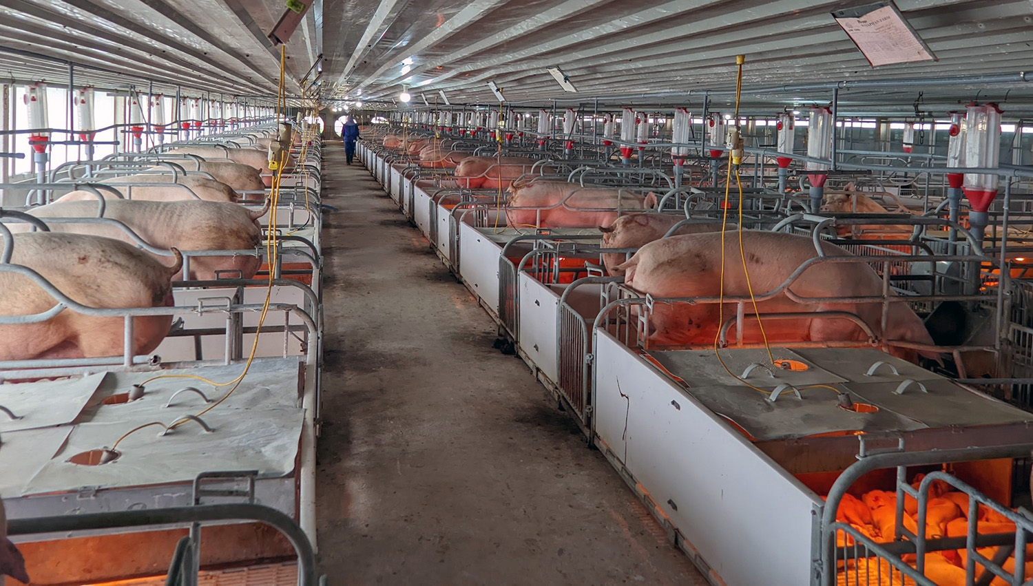 Nhiều gia trại, trang trại chưa yên tâm tái đàn lợn.