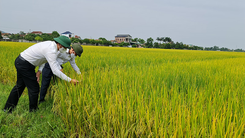 Đồng chí Bí thư Thị ủy Ba Đồn Trương An Ninh kiểm tra chất lượng, năng suất gạo hữu cơ ST25 tại xã Quảng Tiên.  