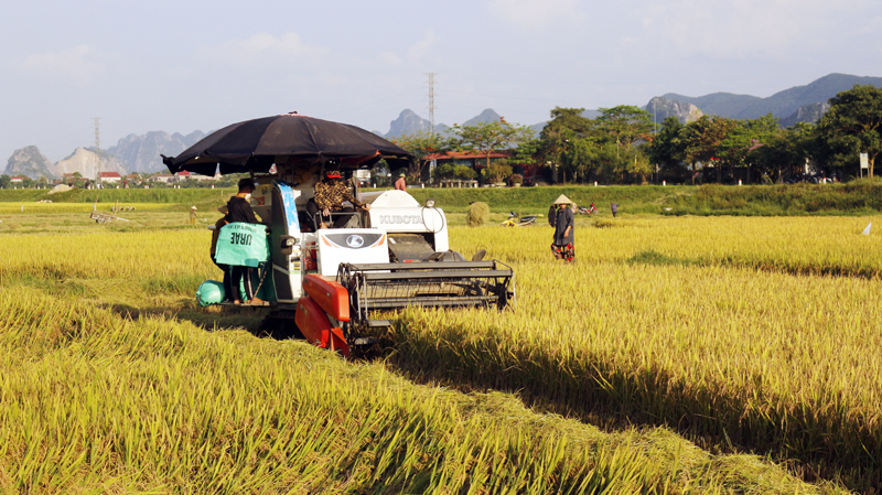  Nông dân Tuyên Hóa khẩn trương thu hoạch lúa vụ đông-xuân.