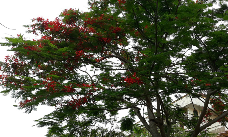  Sắc màu phượng vỹ.
