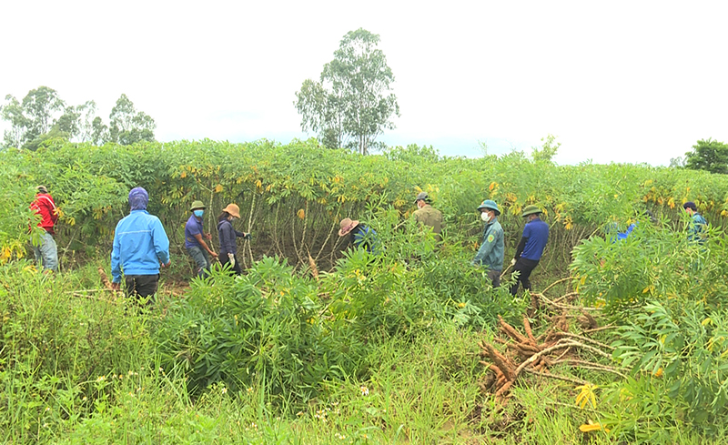 Các địa phương huy động lực lượng tập trung ra đồng hỗ trợ bà con nông dân đẩy nhanh việc thu hoạch sắn.