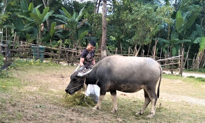 Nhiều lao động địa phương ở Minh Hóa được vay vốn, tạo việc làm.