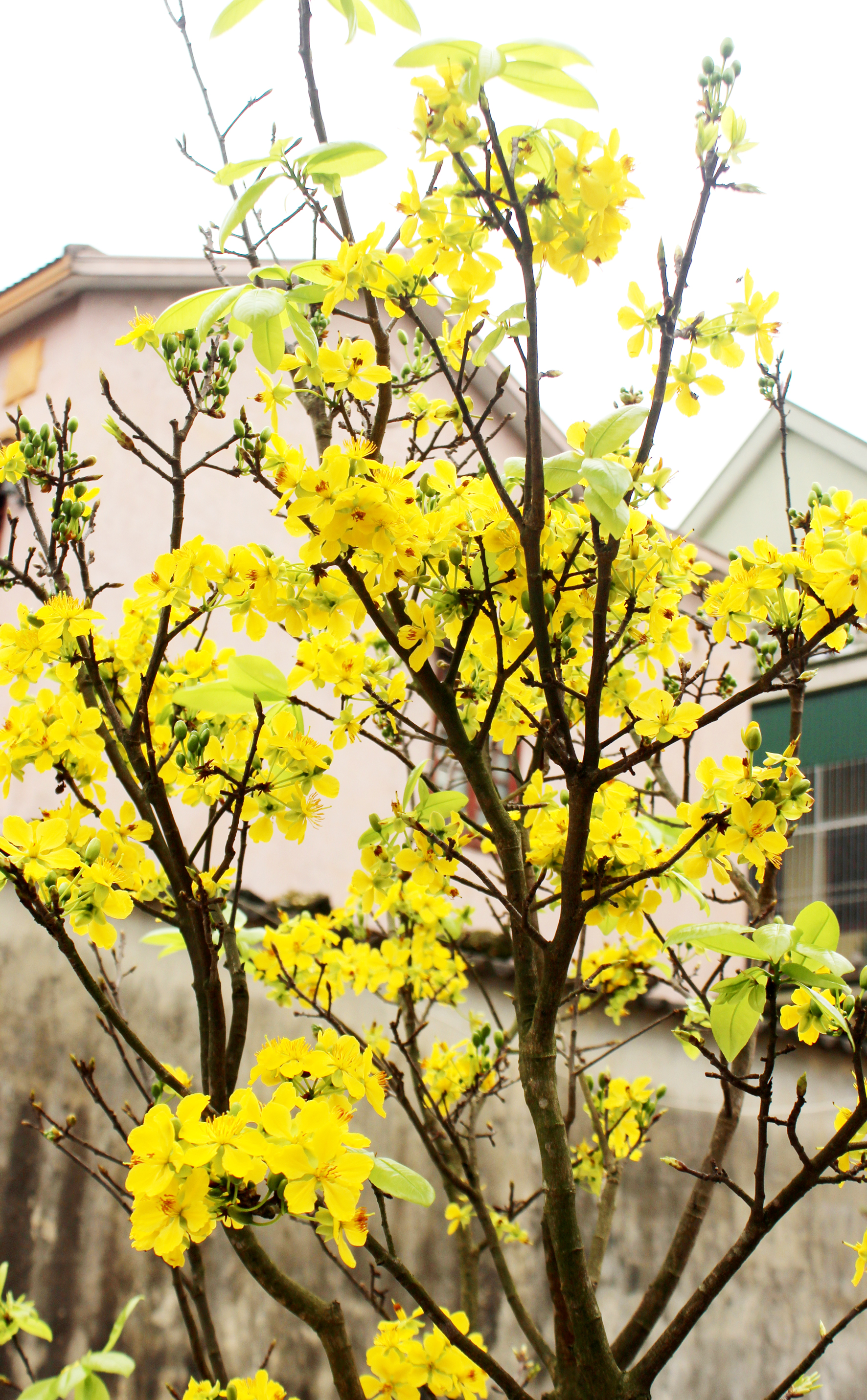 Mai vàng. Ảnh: Tiến Hành