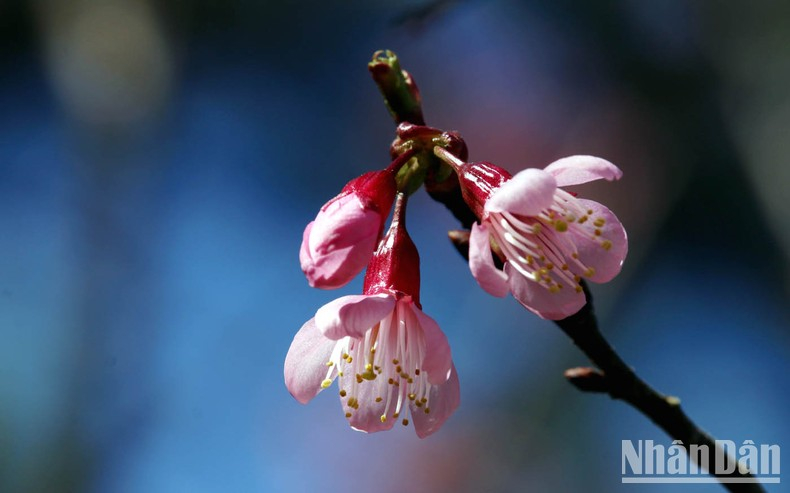 Mai anh đào thuộc giống đào mận, nhưng có hoa đơn năm cánh giống hoa mai.