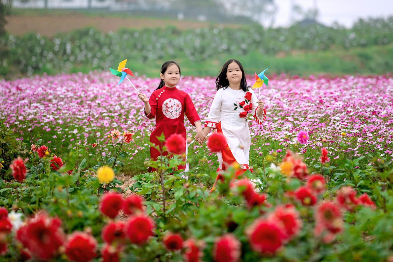 Flower Farm (Lý Trạch, Bố Trạch) thu hút du khách tham quan, trải nghiệm.